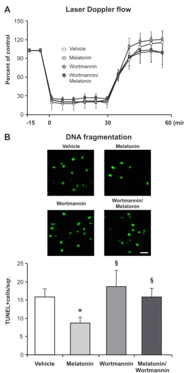 Fig. 4. The PI3K/Akt pathway mediates neuroprotective eﬀect of melatonin after 30 min of MCAo