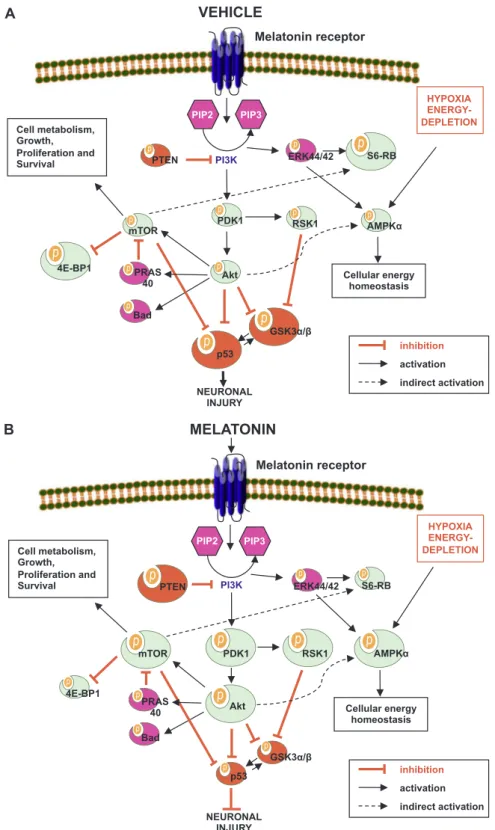 Fig. 5. Regulation of Akt signaling pathways after (A) vehicle, and (B) melatonin treatments following ischemic-stroke