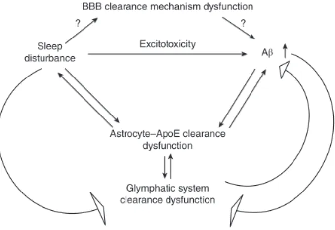 Figure 1. Possible role of sleep deprivation on amyloid-beta (A β) clearance mechanisms in the brain