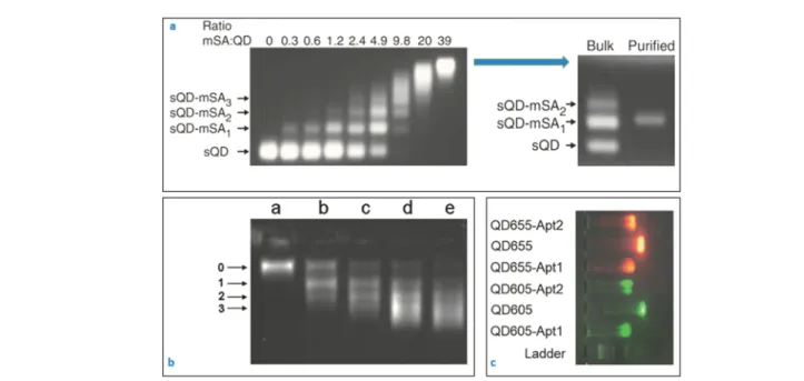 Fig. 3 Characterisation of nanobiosensors with gel electrophoresis technique. (a) 6-His tagged Cd/Se –Zn/Cd/S core–shell quantum dots incubated with a range of monovalent streptavidin molecules