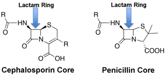 FIGURE 1. β-lactam antibiotic structure.