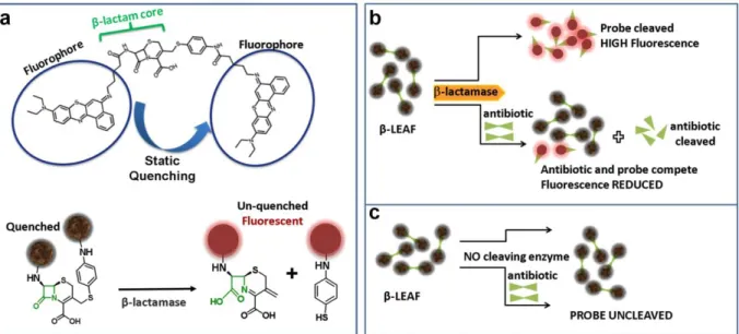 FIGURE 2. β-LEAF assay principle. a) The β-LEAF probe comprises a β-lactam core structure (green) including the cleavable lactam ring, flanked by two fluorophores (encircled), which undergo static quenching when the probe is intact