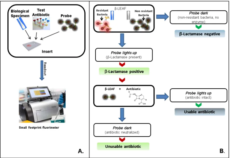 FIGURE 10. Clinical interpretation flowchart. (a) A simple assay setup is depicted. Multiple reaction can be setup simultaneously allowing several antibiotics to be tested concurrently