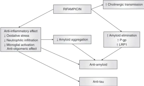 Figure 2. The underlying mecha- mecha-nisms of the neuroprotective role of rifampicin in Alzheimer ’s disease.
