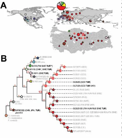 Figure 1. Phylogeography of Francisella  tularensis subsp. holarctica. A) Global  distribution of known phylogenetic groups  determined on the basis of previous studies  (2–4); enlarged map of Turkey shows locations  of phylogenetic groups identified among
