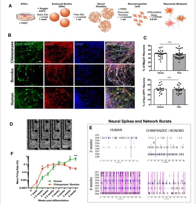 Figure 5. Neuronal functional analysis of human, chimpanzee and bonobo over time. (A) Differentiation scheme using EBs, neural rosettes and NPCs as intermediate cell lines