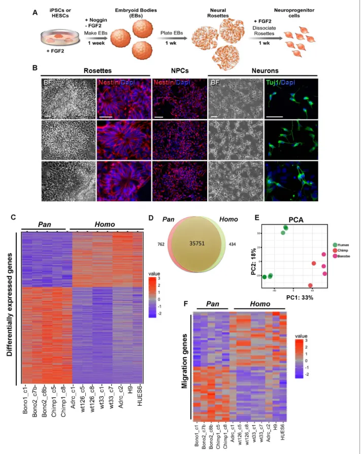 Figure 1. Characterization of neural progenitor cells (NPCs) derived from human (Homo), chimpanzee and bonobo (Pan) iPSCs