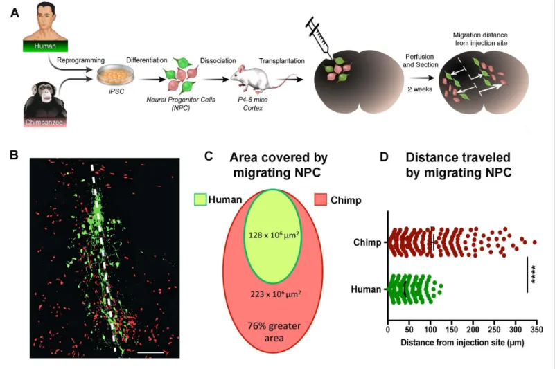 Figure 3. In vivo migration comparative analysis. (A) Scheme of the transplantation experimental procedure to detect in vivo cell migration