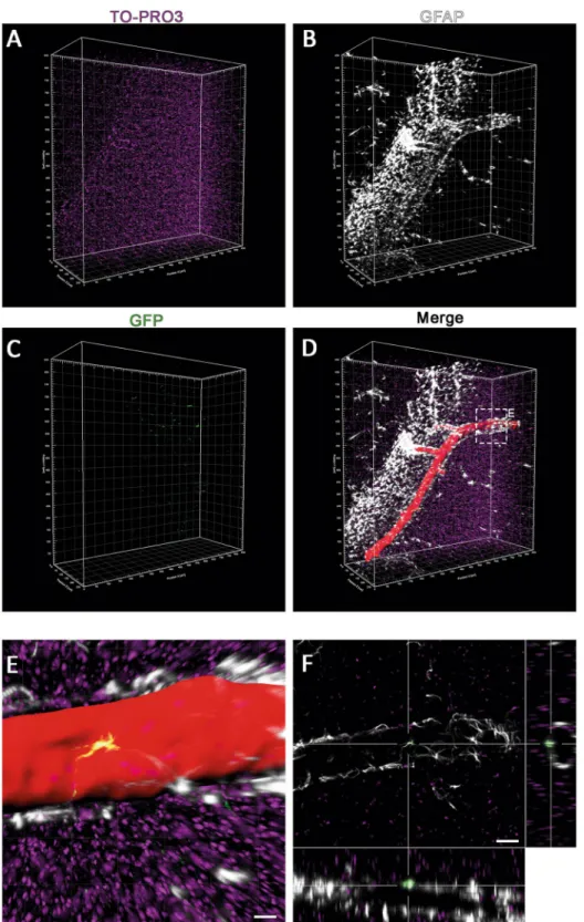 Figure 3.  Tissue clearing method and immunohistochemical staining of sucklings brain