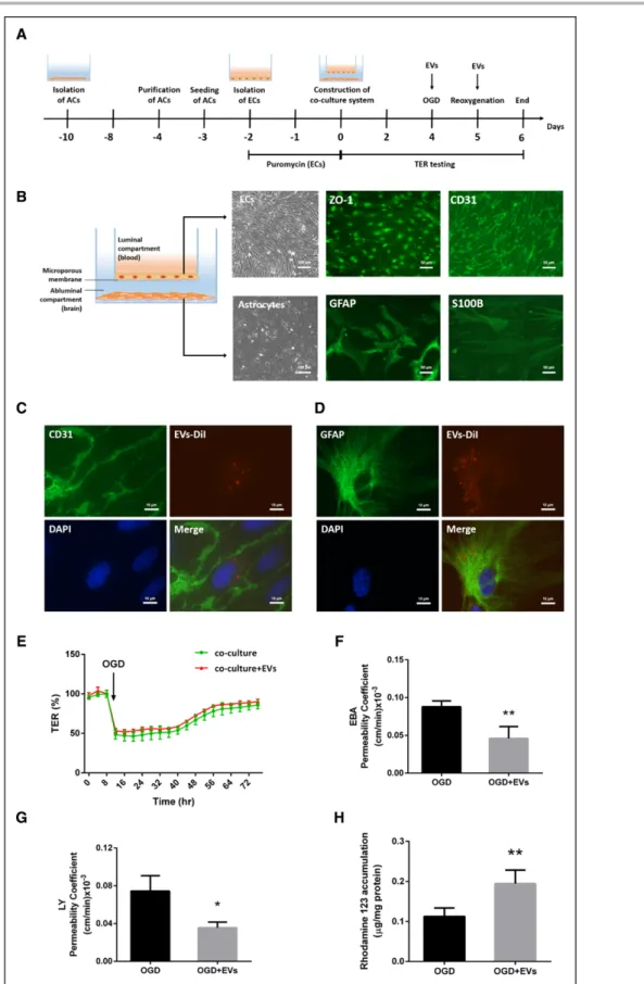 Figure 5. Extracellular vesicles (EVs) regulate blood-brain barrier (BBB) properties in vitro using a co-culture model.