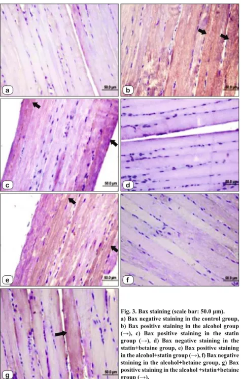 Fig. 3. Bax staining (scale bar: 50.0 μm). 