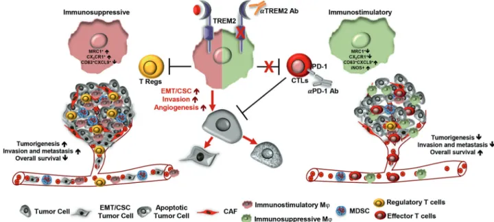 Fig. 1 TREM2 modulated immunosuppressive tumor microenvironment is an attractive therapeutic target that also potentiates the efﬁcacy of ICIs