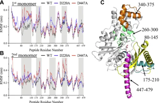 Figure 7. MD simulation of WT and D447A in the NTD of HK2. A and B, comparison of PCA-derived RMSF pro ﬁles for the ﬁrst and second monomers of the NTD of HK2 for WT (black) and D447A (red)