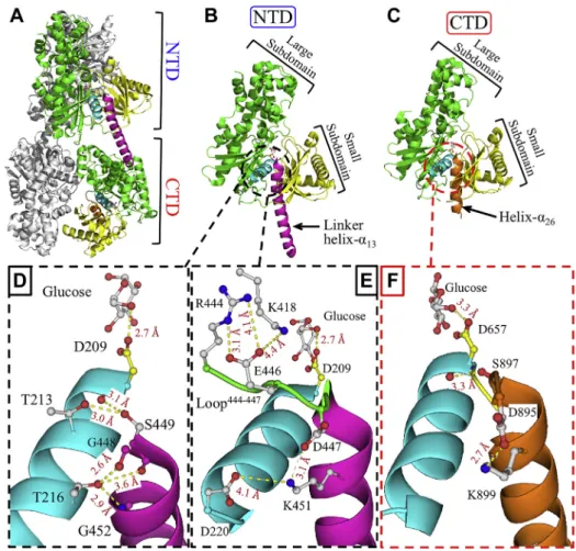 Figure 1. Overall structural fold and linker helix- α 13 interaction network of HK2. A, cartoon representation of the structural fold of the HK2 homodimer (PDB ID 2NZT)