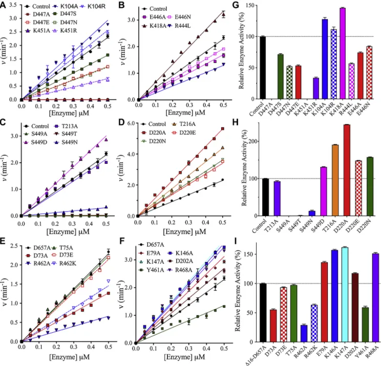 Figure 2. Enzyme titration analysis of NTD mutants of HK2. A –F, the enzymatic rates of the NTD mutants of HK2 were measured at different enzyme concentrations and ﬁxed saturated concentrations of 3 mM for glucose and ATP