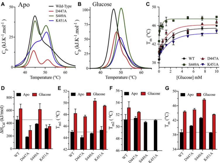 Figure 4. Thermodynamic stability analysis of NTD mutants. A and B, the DSC thermograms of FL variants of WT (black), D447A (red), S449A (green), and K451A (blue) in the absence (A) or presence (B) of 5 mM glucose