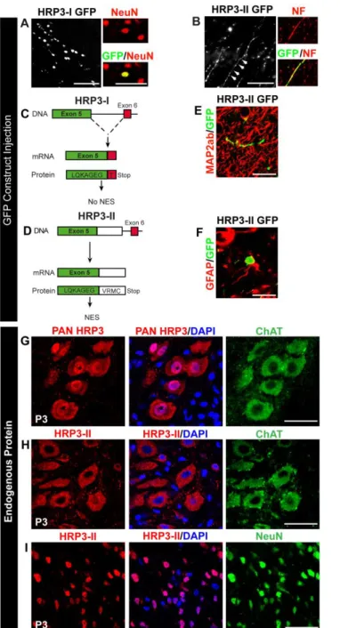 Figure 4. Identification of the axonal variant of HRP3 (HRP3-II) and distinct subcellular localization  of HRP3-II in neurons to be myelinated