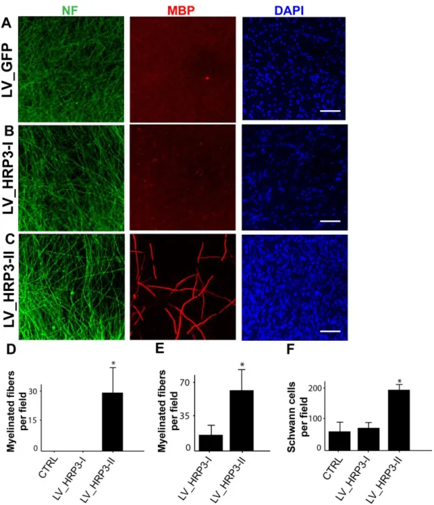 Figure 5. HRP3-II, but not HRP3-I, promoted myelination in DRG neuron-Schwann cell co-cultures