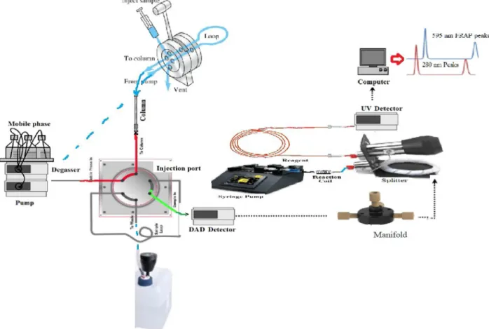 Fig. 1. HPLC-FRAP antioxidant analysis system.