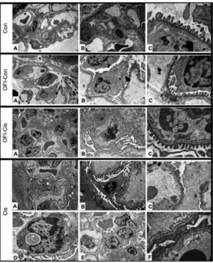 Fig.  7.  Electron Micrographs of Different Glomeruli of Experimental Groups at Various Magniﬁcations