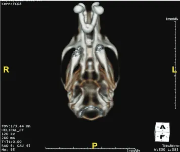 Figure  2.   Computed  tomography  of  the  inter-premaxillary  suture after the expansion period