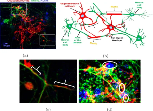 Fig. 1. Demonstration of myelin and non-myelin overlaps in co-cultures and a schematic drawing