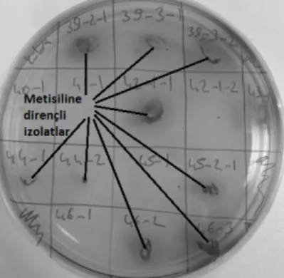 Tablo  3.  Urfa  peyniri  kaynaklı  tipik  ve  atipik  S.  aureus  izolatlarının  koagulaz,  DNaz  ve  metisilin  dirençlilik  testlerindeki dağılımı 