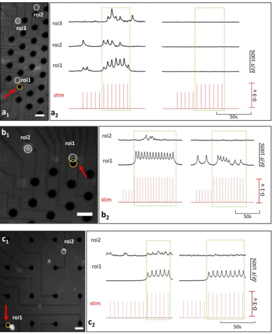 Fig 5. Basic interactions. (a) is an example for a c - primary neuron and (b) and (c) are for c + primary neurons.