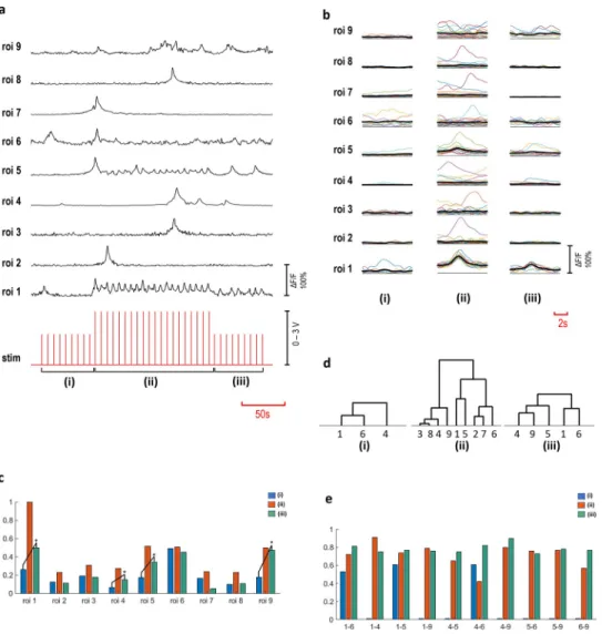 Fig 6. Multi-layered interactions. Time-series of ROIs 1–9, ROI 1 is a c - primary neuron and ROIs 2–9 are secondary neurons (a)
