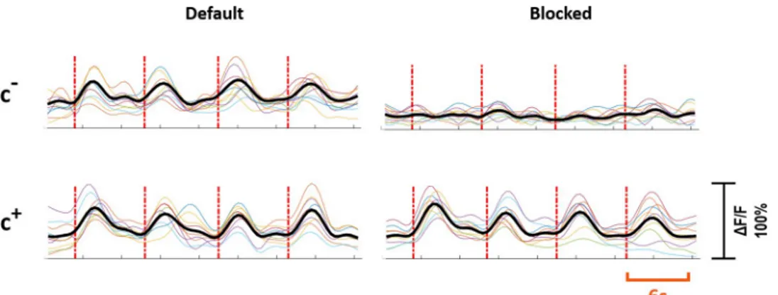 Fig 4. Response profiles of c + and c - neurons. Individual experiments are shown in color and the averaged response is shown in black