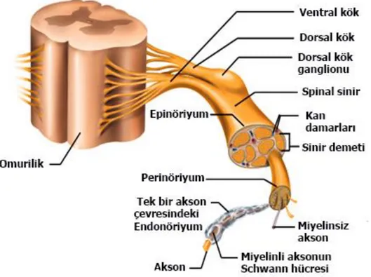 Şekil  2:  Arka  kök  gangliyonunun  anatomik  yapısı.Omiriliğin  dorsal  yüzeyine  çıkan  sinir  lifleri  ile  ventralden  çıkan  sinir  liflerinin  buluştuğu  kavşak  noktasında  bulunan  ve  yumru  şeklinde  olan  Arka  Kök  Ganglion-DRG  anatomik  yapı