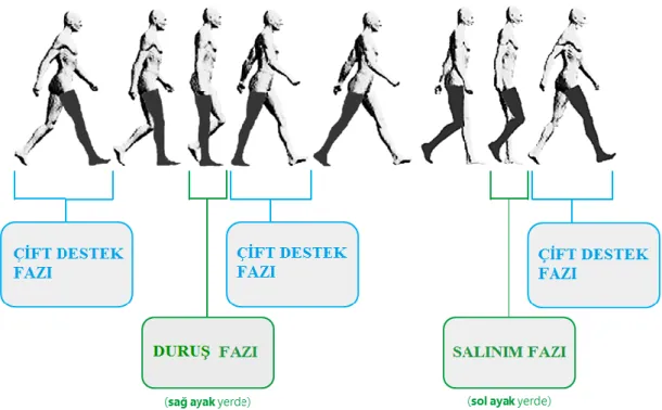 ġekil 4.2 Çift destek fazı 