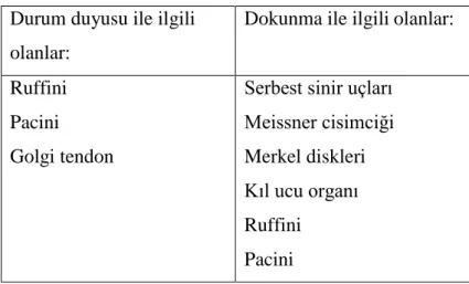 Tablo 2.4. Proprioseptif Sistem Reseptörleri; 