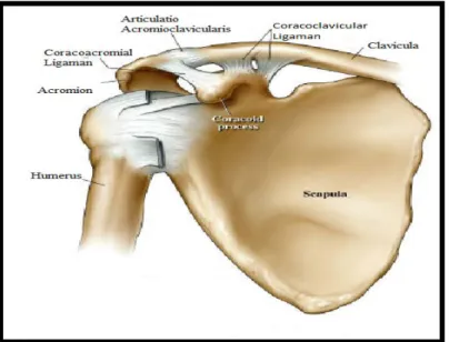 Şekil 2.3 Skapula anteriordan görünüm  2.1.2. Eklemler 
