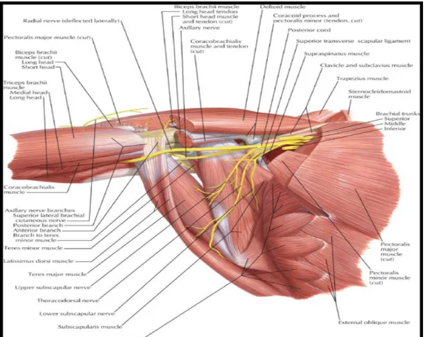 Şekil 2.13 Omuz Kuşağının İnervasyonu  