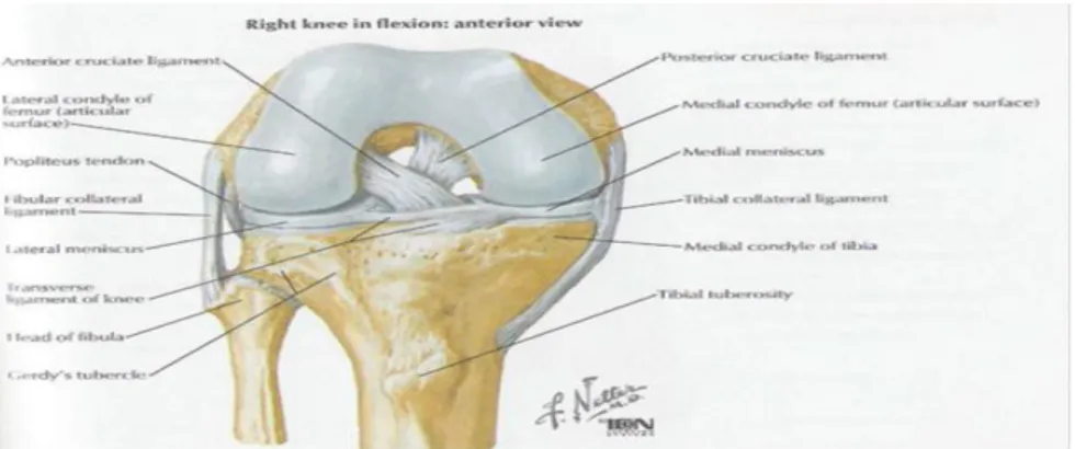 Şekil 6: Diz ekleminin kemik ve ligamanlarının yapısı. (Netter‟in Ortopedik Anatomi atlası 2002) 