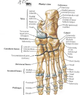 Şekil 1.1: Ayak kemiklerinin dorsalden              Şekil 1.2: Ayak kemiklerinin plantar dizilimi  dizilimi (Netter FH