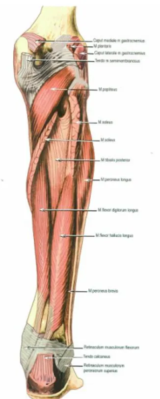 Şekil 7: Bacağın Yüzeyel Fleksör Grup Kasları            Şekil 8: Sağ Bacak Derin Fleksör GrupKasları  (Dede F
