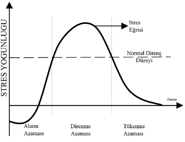 Şekil 1.  Stres Oluşum Aşamaları  