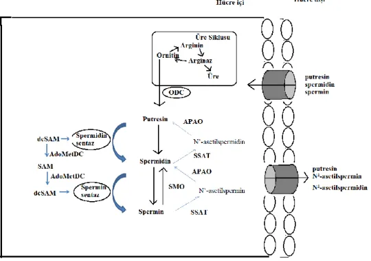 Şekil 2: Poliamin metabolizması 