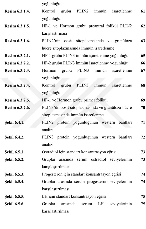 Şekil 6.4.1.  PLIN2  protein  yoğunluğunun  western  bantları  analizi 