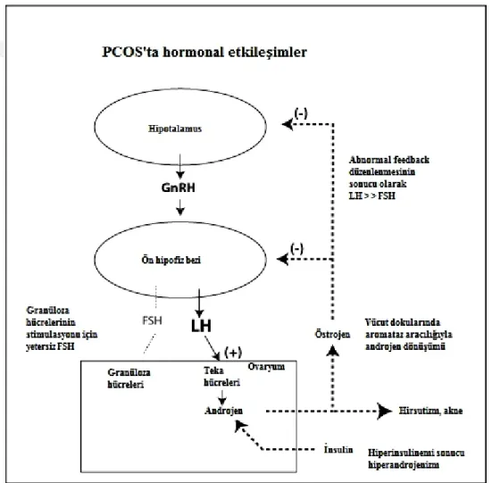 Şekil 4.2.3.3.PCOS’ta hormonal etkileĢimler (99). 