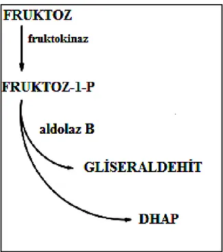 Şekil 4.3.2.Fruktoz  metabolizması (17). 