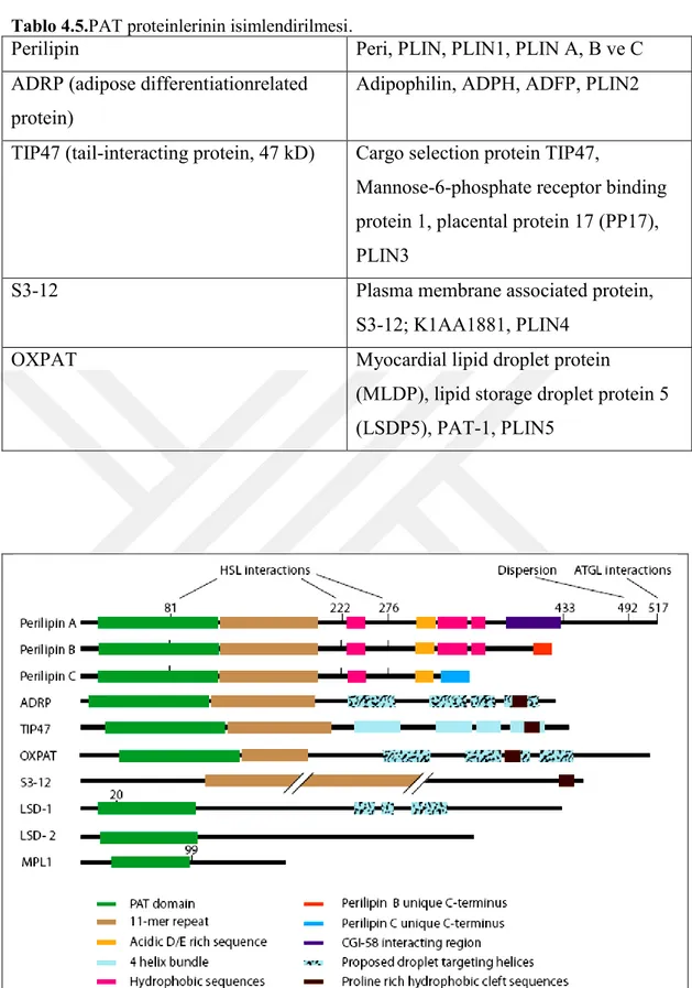 Şekil 4.5.PAT protein ailesi üyeleri yapısal özellikleri (27). 