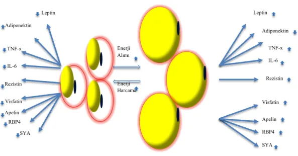 Şekil  4.12.  Normal  ve  büyümüş  yağ  hücrelerinden  salınan  çeşitli  sitokinler  ve  serbest yağ asidleri (SYA)
