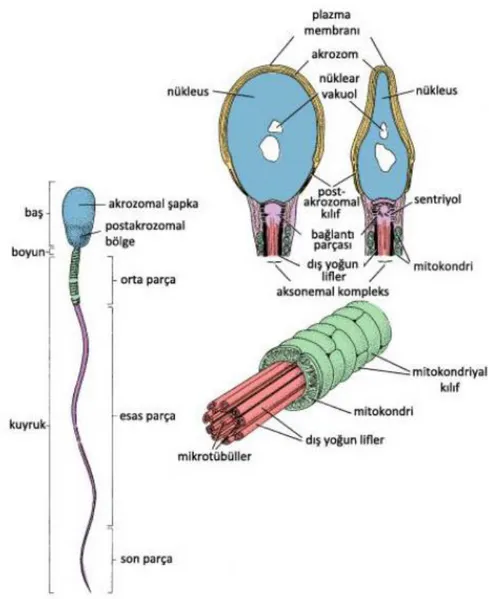ġekil 4.1.3: Ġnsan sperminin Ģematik gösterimi (18). 