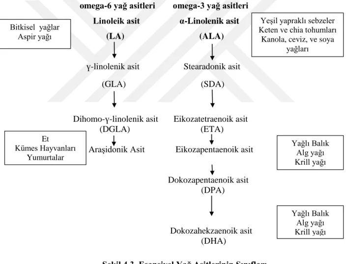 Şekil 4.3. Esansiyel Yağ Asitlerinin Sınıfları 