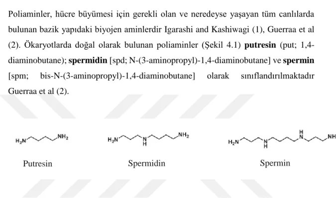 Şekil 4.1. Putresin, spermidin ve sperminin kimyasal yapısı  