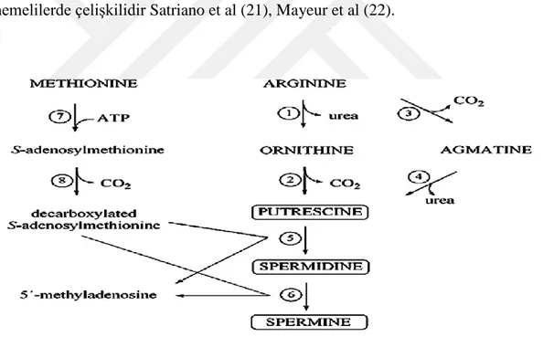 Şekil 4.1.1. Poliaminlerin biyosentezi Kalac (16). 