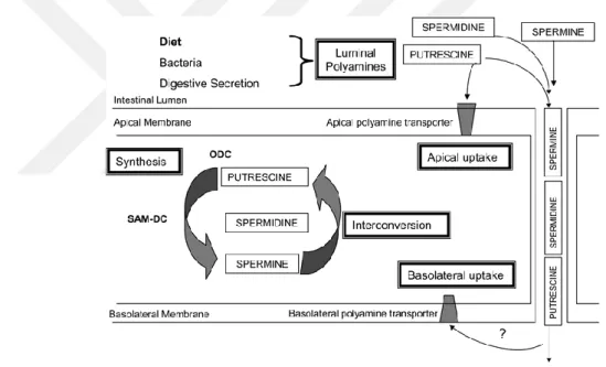 Şekil 4.3.1.  Enterositlerde emilim ve hücrelerarası poliamin havuzu Milovic (30). 